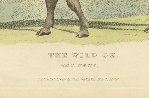 Antique Print with Hand Coloring of a Wild Ox, close-up 2