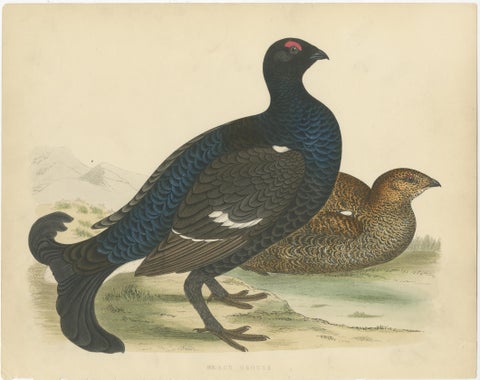 Set of 2 Antique Prints of a Black Grouse and Red Grouse, view 2