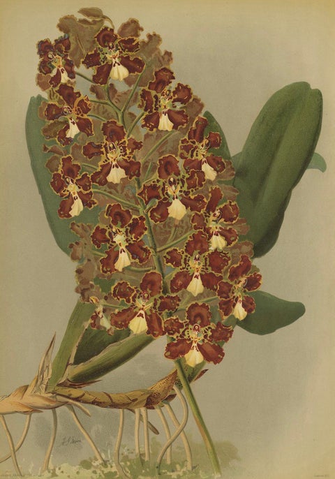 Red and Gold Orchid Print, Odontoglossum Coronarium, Reichenbachia c.1888, close-up 3