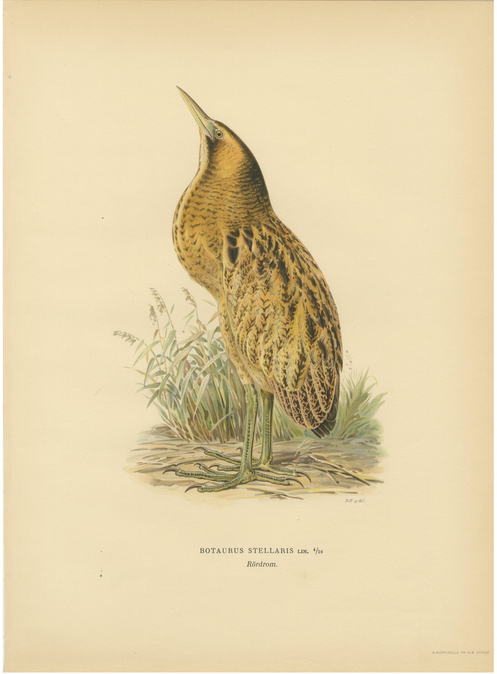 Antique Scandinavian Bird Lithograph, Eurasian Bittern, Svenska Fåglar, 1929