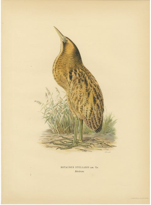 Antique Scandinavian Bird Lithograph, Eurasian Bittern, Svenska Fåglar, 1929