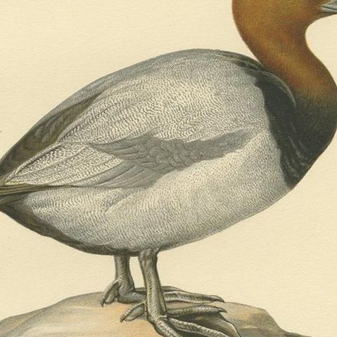 Antique Bird Print of the Common Pochard by Von Wright, 1929, close-up 2