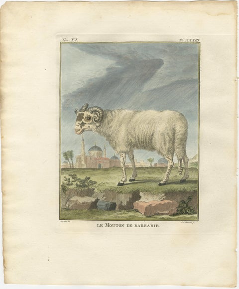 Rare Barbary Sheep Engraving, Hand-Coloured Buffon Amsterdam Edition, 1769, view 2