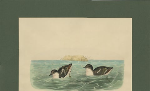 Antique Bird Print of Least Auk made after D.G. Elliot, 1869, view 4