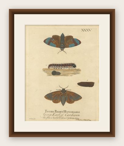 Moth Metamorphosis Dedicated to Earl of Cardigan, 1724, shown framed