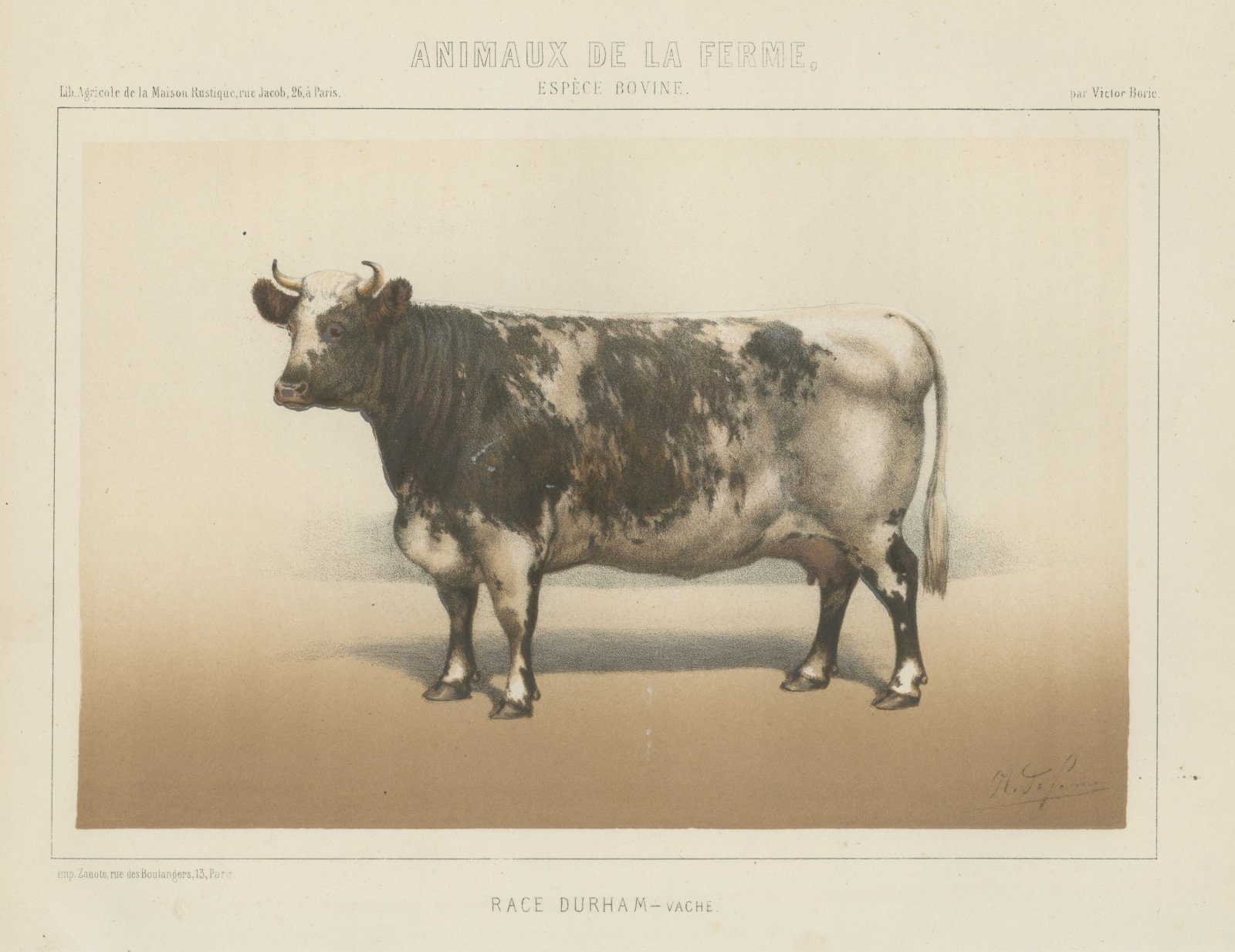 Durham Shorthorn Cow, British Cattle Chromolithograph by Olivier de Penne, 1863