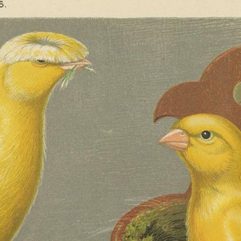 Antique Bird Print of the Manchester or Lancashire Coppies, circa 1880, close-up 1