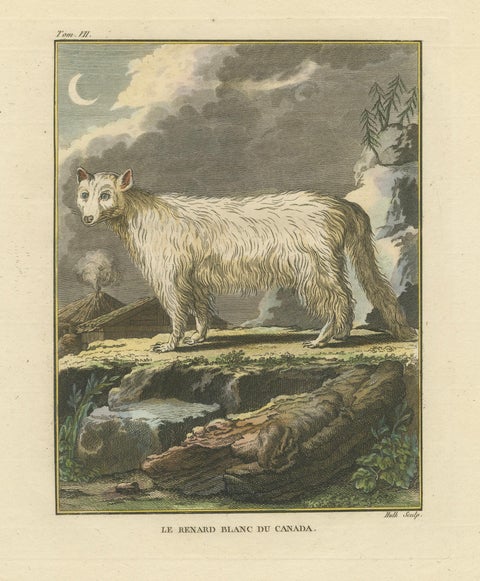 The White Fox of Canada, Elegant Arctic Wildlife Engraving Under Moonlight 1801, close-up 1
