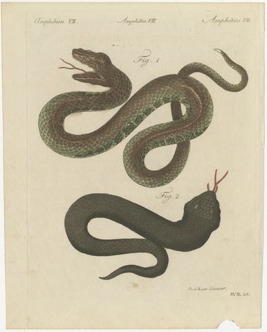 Two Snakes with Open Jaws, Antique Bertuch Print, Vienna, circa 1805, view 2