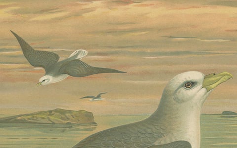 Antique Bird Print of Northern Fulmar at Sea, 19th Century Seabird Illustration, close-up 2