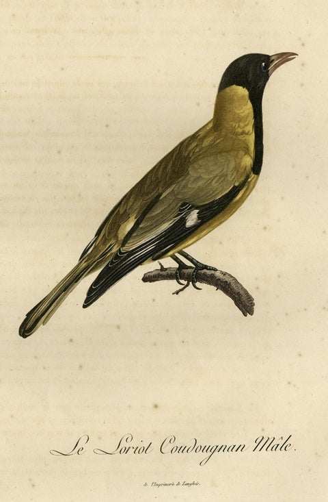 Original Handcolored Print of a Male Oriole, 1802, close-up 1