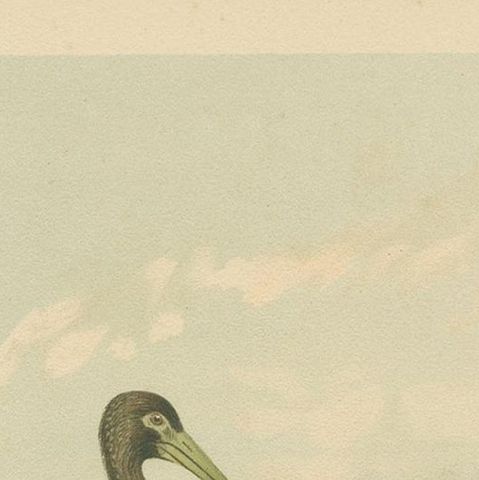 Antique Bird Print of the Black Stork by Naumann, circa 1895, close-up 1