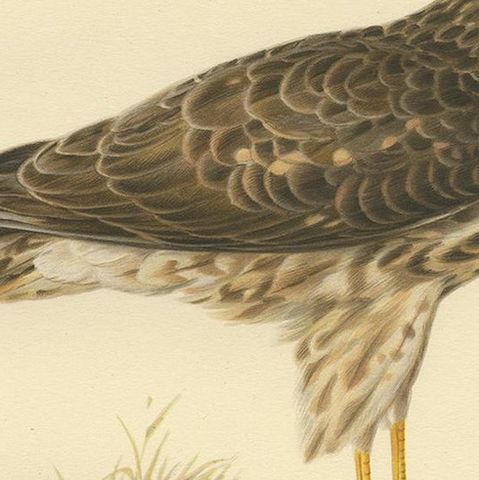 Antique Bird Print of a Female Hen Harrier by Von Wright '1929', close-up 2