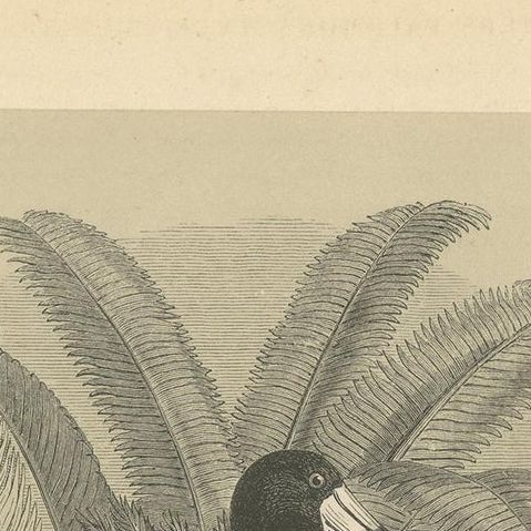 Antique Bird Print of a Saddle-Billed Stork and American Flamingo '1853', close-up 1