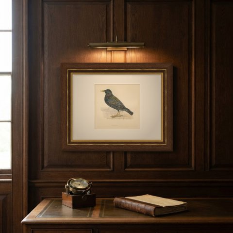 Starling on a Stone Ledge, Hand Colored Wood Engraving, Morris, 1896, shown framed on a wall