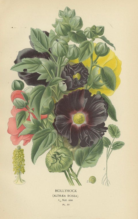 Victorian Botanical Splendor: A Collection from Step's Horticultural Compendium, close-up 3