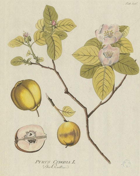 Antique Botany Print of a Quince Tree by Plenck, 'circa 1790', view 3