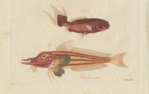 Original Antique Print of Five Exotic Red Fish by Bertuch, c. 1800, close-up 5