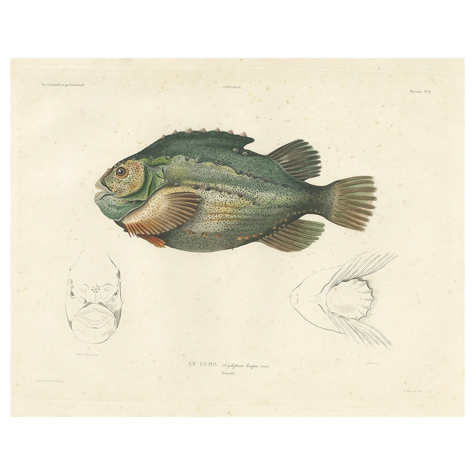 French Fish Illustration, Lumpsucker or Lumpfis, Hand-Colored Litho, 1845