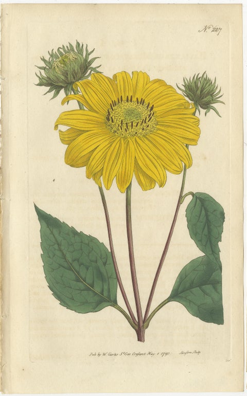 Set of 2 Antique Botany Prints - Prickly Poppy - Perennial Sunflower, view 2