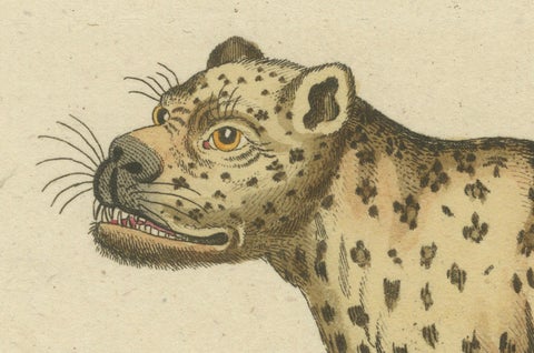 Natural History Illustrations: Amphibians, Reptiles, and Mammals, 1793, close-up 5