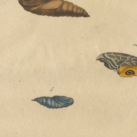 Death's-Head Hawkmoth and Caterpillars, Brodtmann Print, 1816, close-up 6