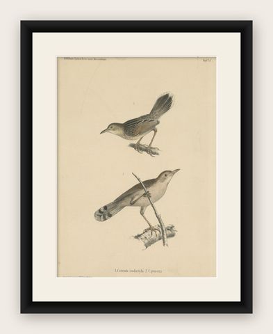 Antique Bird Print of Cisticola Species, shown framed