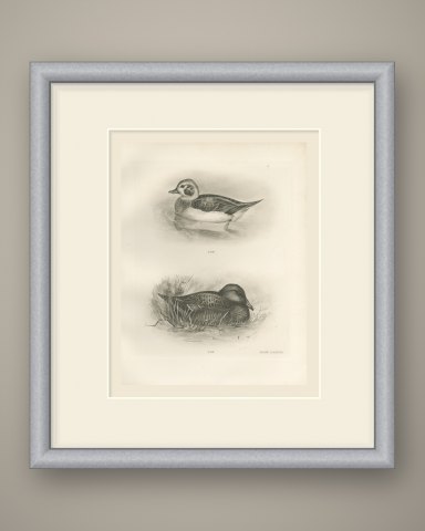 Female Long-tailed Duck and Female Eider after Lilian Medland, c. 1909, shown framed