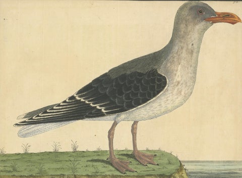 Antique Hand-Colored Engraving of The Great Black and White Gull by Albin, 1735, close-up 1