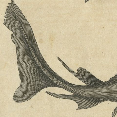 Hammerhead Shark with Pipefish and Sea Moths, Antique Bertuch Print, circa 1820, close-up 5
