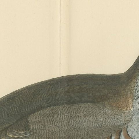 Original Antique Print of a Red-Legged Partridge 'with Centre Fold', close-up 1