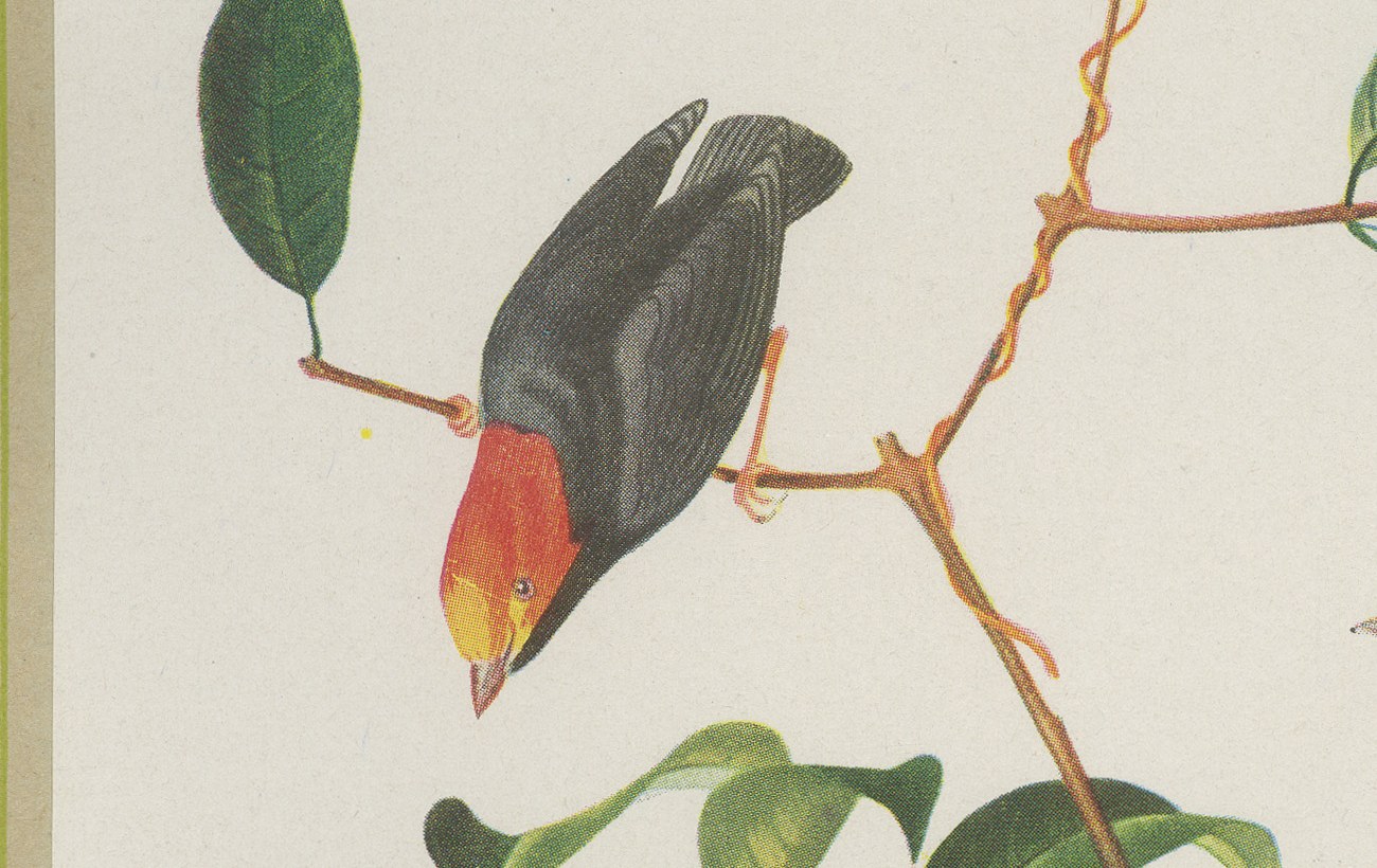 Manakins and Tanagers, Brazilian Bird Print, Descourtilz, 1944, view 4