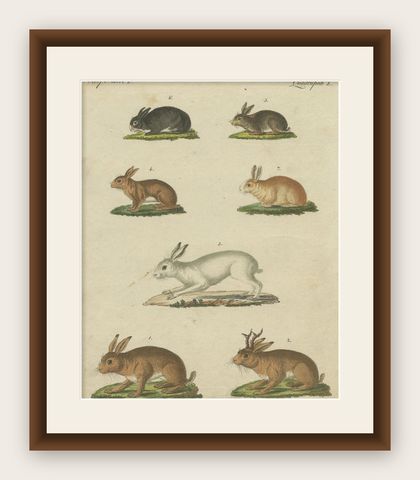 Original Antique Print of a Mountain Hare, Rabbit and Others, shown framed
