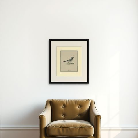 Antique Bird Print of the White Wagtail by Von Wright '1927', shown framed on a wall