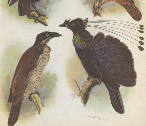 Antique Print of the Lawes Six-Plumed Bird of Paradise and Others, 1950, view 3