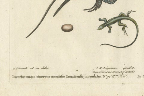 Exotic Jamaican Lizards: The Large Spotted Fork-Tailed Lizard Engraved, c.1773, close-up 1