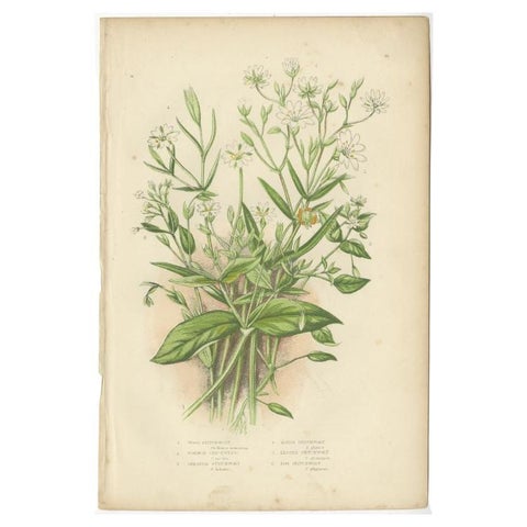 Antique Botany Print of Wood Stitch Wort, C.1860