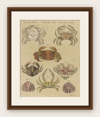 Original Antique Print of Eight Exotic Crabs by Bertuch, c.1820, shown framed