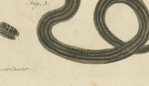 Three Slender Snakes, Antique Bertuch Print, Vienna, circa 1805, close-up 2
