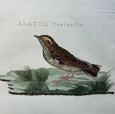 Meadow Pipit Bird Print, Alauda Pratensis from Nederlandsche Vogelen, 1809, view 3