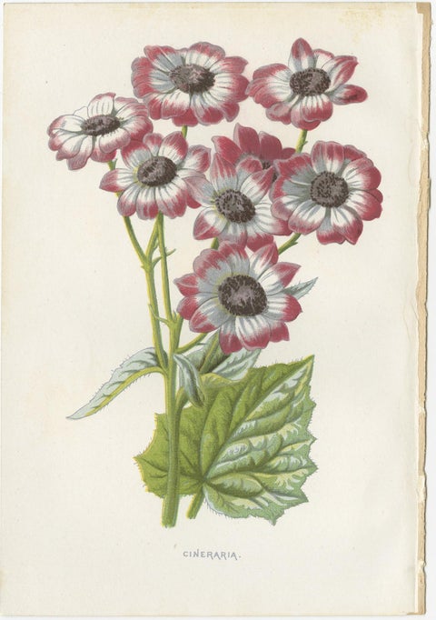 Set of Three Botany Prints Poppy Anemone, Rudbeckia, Cineraria, view 4