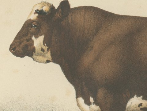 Flemish Bull, French Cattle Breed, Antique Chromolithograph by Borie, 1863, close-up 1
