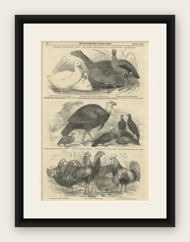 Antique Print of Prize Poultry at the Zoological Society's Gardens, 1847, shown framed