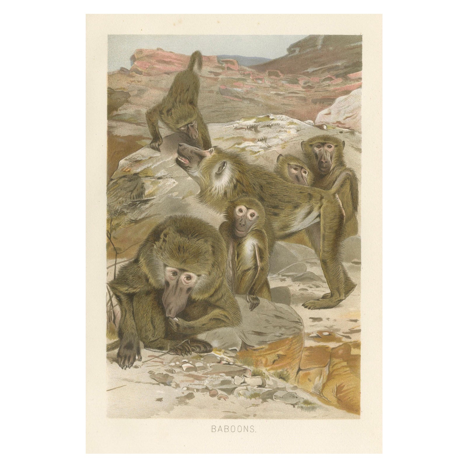 Baboons, Antique Primate Print, British Natural History Illustration 1894