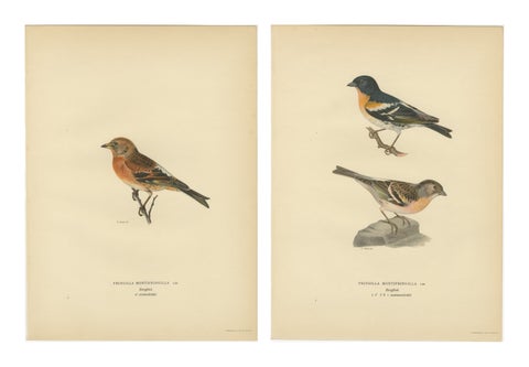 1929 Swedish Bird Prints Pair, Natural History Illustration Set, Designer Wall, view 2