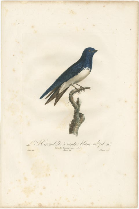 Large Antique Bird Print of a White Bellied Caribbean Martin, circa 1807, view 3
