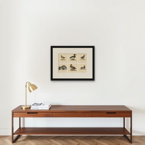 Decorative Scandinavian Bird Prints, Antique Swedish Ducks, 1929 - Set of 6, shown framed on a wall