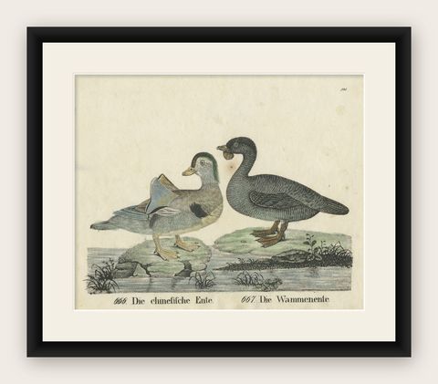 Original Antique Print of two Duck species, shown framed