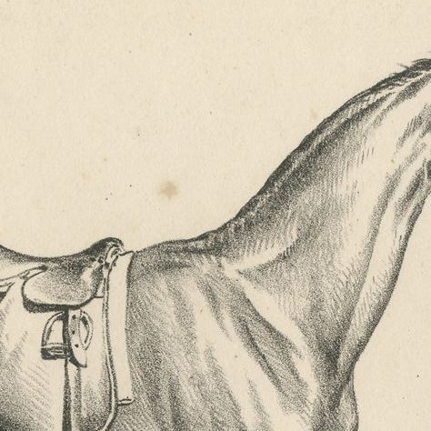 Antique Print of a Horse used for Hunting in England, close-up 1