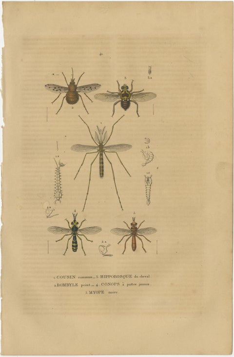 Entomological Treasury: A Detailed Study of Insect Diversity, 1845, view 5